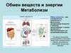 Обмен веществ и энергии. Метаболизм
