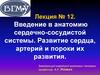 Развитие сердца, артерий и пороки их развития. Лекция 12