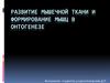 Развитие мышечной ткани и формирование мышц в онтогенезе