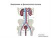Анатомия и физиология почек