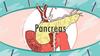 Pancreas