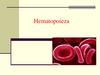 Hematopoieza