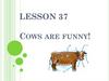 Cows are funny
