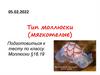 Тип Моллюски (Мягкотелые)