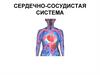Сердечно-сосудистая система