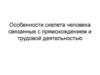 Особенности скелета человека связанные с прямохождением и трудовой деятельностью