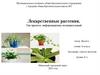 Лекарственные растения