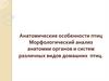 Анатомические особенности птиц. Морфологический анализ анатомии органов и систем различных видов домашних птиц