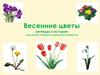 Весенние цветы легенды и истории (для детей старшего дошкольного возраста)