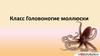 Класс Головоногие моллюски