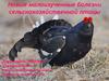 Новые малоизученные болезни сельскохозяйственной птицы