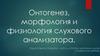 Онтогенез,  морфлогия и физиология слухового анализатора