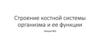 Строение костной системы организма и ее функции. Лекция №3