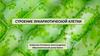 Строение эукариотической клетки. Основы цитологии