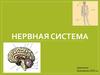 Нервная система человека