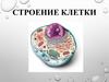 Строение клетки