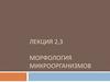 Морфология микроорганизмов
