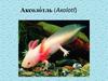 Аксолотль (Axolotl)