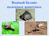 Водный баланс наземных животных