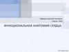 Функциональная анатомия сердца. Лекция №1