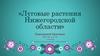 Луговые растения Нижегородской области