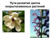 Пути развития цветка покрытосеменных растений