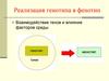 Реализация генотипа в фенотип