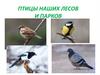 Птицы наших лесов и парков