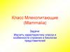 Млекопитающие (Mammalia)