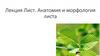 Анатомия и морфология листа