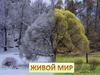 Весна - природа пробуждается