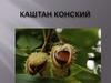 Каштан конский