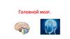 Головной мозг человека