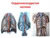Сердечно-сосудистая система человека. (Лекция 4)
