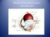 Физиология зрительного анализатора