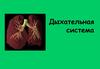 Дыхательная система