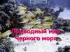 Подводный мир Черного моря