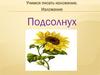 Изложение "Подсолнух"