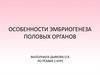 Особенности эмбриогенеза половых органов
