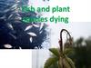 Fish and plant species dying