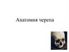 Анатомия черепа