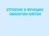 Строение и функции оболочки клетки