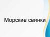 Морские свинки