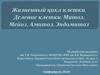 Жизненный цикл клетки. Деление клетки. Митоз. Мейоз. Амитоз. Эндомитоз