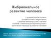 Эмбриональное развитие человека