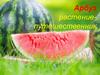Арбуз - любимое лакомство людей
