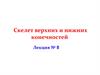 Скелет верхних и нижних конечностей