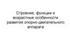 Строение, функции и возрастные особенности развития опорно-двигательного аппарата. Лекция 2
