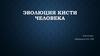 Эволюция кисти человека