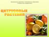 Цитрусовые растения